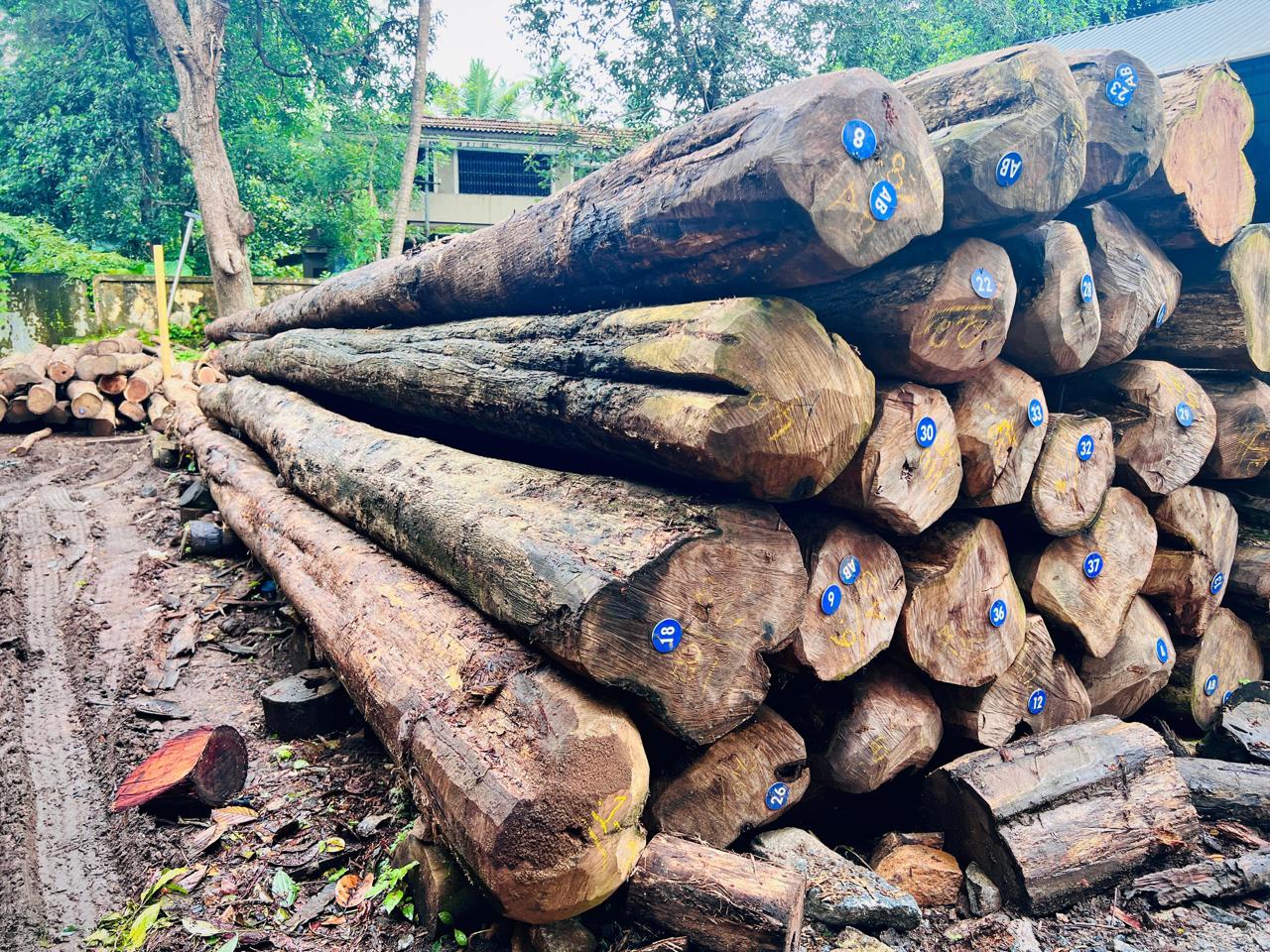 African Teak Logs