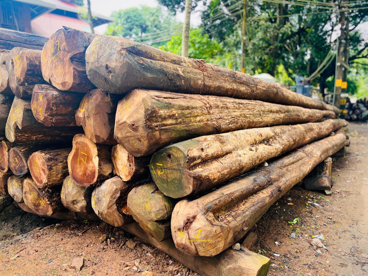 African Teak Workshop