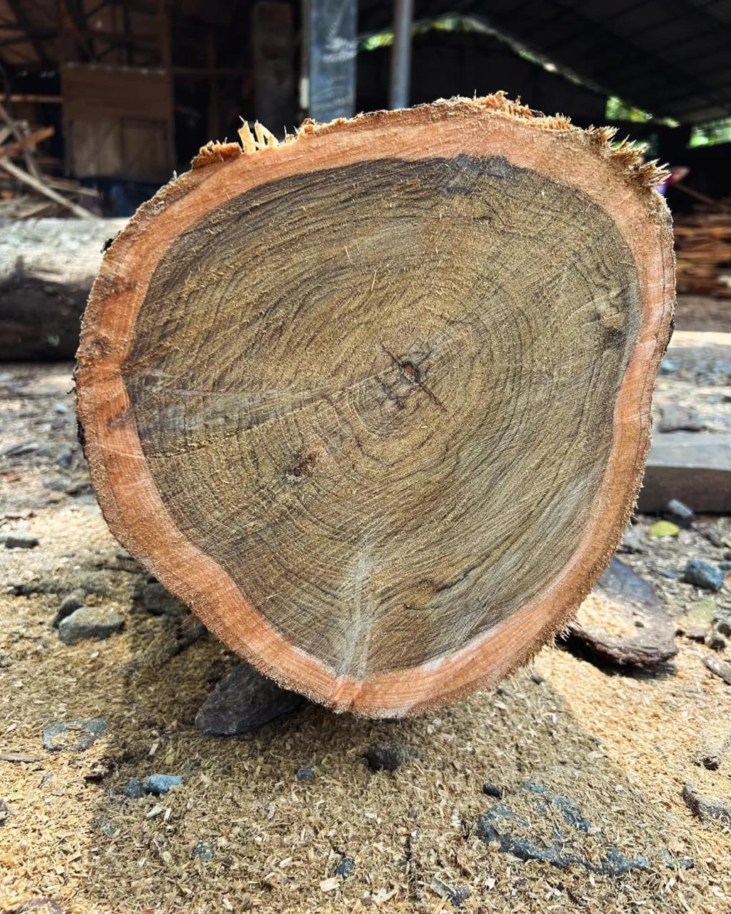 African Teak Workshop